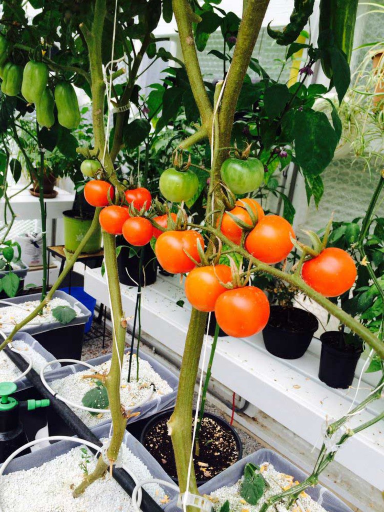 кассетный способ выращивания томатов, кассеты для рассады
