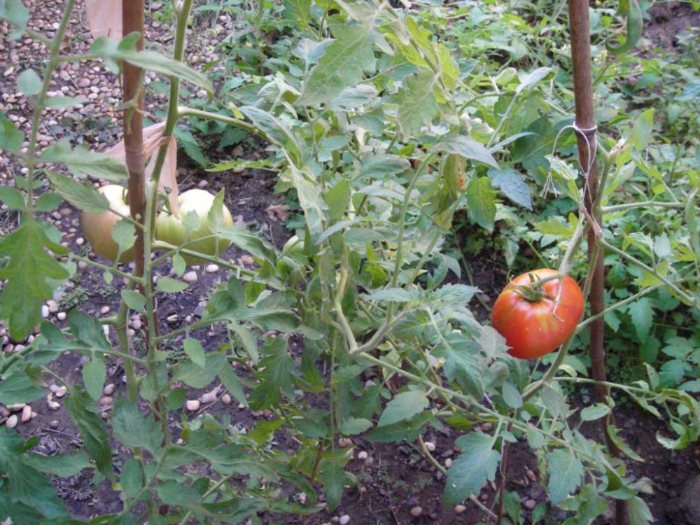 Промышленное выращивание томатов с помощью кассетных технологий